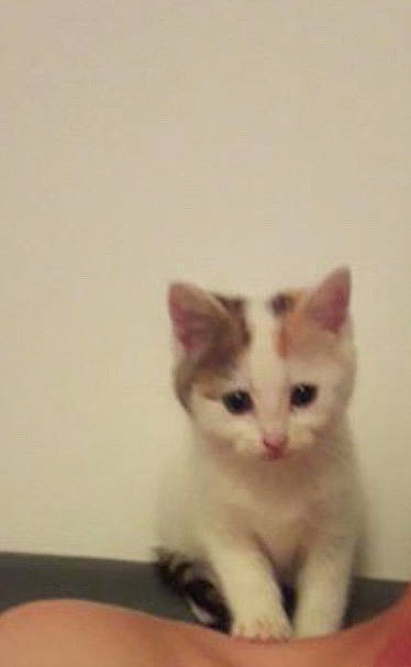 Perle participe au concours pour gagner de l'argent avec cette photo : aegean_cat, american_wirehair, asian, carnivore, cat, domestic_short_haired_cat, european_shorthair, eye, felidae, kitten, mammal, nose, ojos_azules, ragdoll, skin, small_to_medium_sized_cats, turkish_angora, turkish_van, vertebrate, whiskers