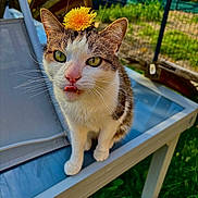 Kenaï a rejoint le concours — aidez-le/la à gagner de superbes lots ! cat, flower, dandelion, tongue_out, outdoor, grass, fence, table, glass_table, pet, whiskers, playful, animal, curious, nature, sunlight, closeup, green, funny, domestic_cat