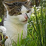 cat, animal, grass, dandelion, flower, outdoor, nature, greenery, pet, whiskers, fur, leaf, garden, closeup, sunlight, cute, mammal, wildlife, flora, plant