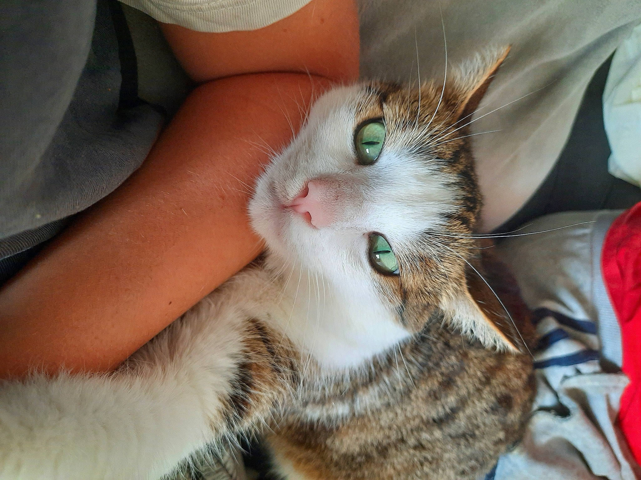 Kenaï a rejoint le concours — aidez-le/la à gagner de superbes lots ! carnivore, cat, claw, comfort, domestic_short_haired_cat, eyelash, fawn, felidae, fur, hand, human_leg, nail, nap, paw, small_to_medium_sized_cats, snout, tail, whiskers