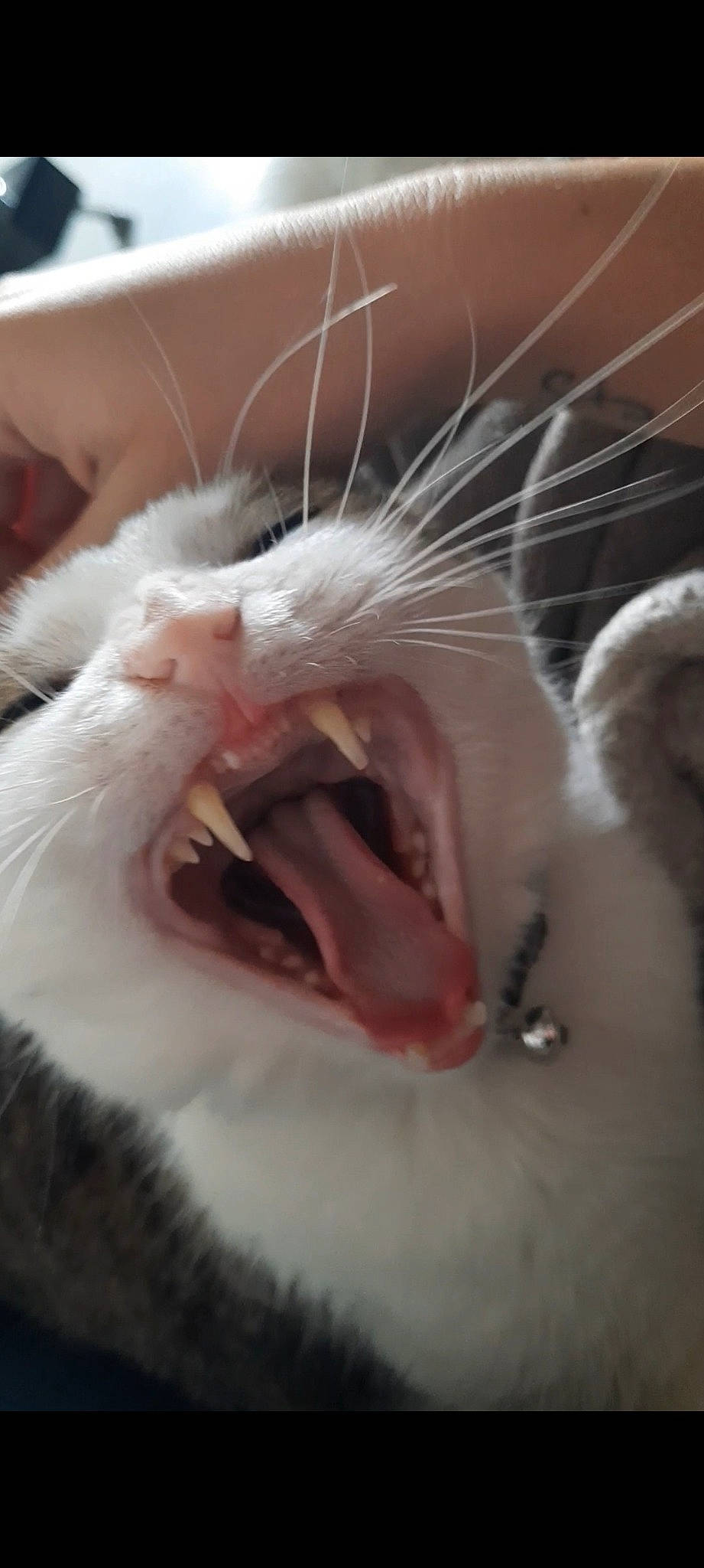 Kenaï a rejoint le concours — aidez-le/la à gagner de superbes lots ! carnivore, cat, claw, close_up, ear, eye, eyelash, fang, felidae, human_body, iris, jaw, mammal, paw, small_to_medium_sized_cats, snout, tooth, vertebrate, whiskers, yawn