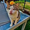 cat, flower, dandelion, tongue_out, outdoor, garden, greenery, table, glass_table, pet, animal, whiskers, feline, cute, playful, nature, sunlight, close_up, curious, domestic_animal