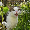 cat, animal, grass, flower, dandelion, outdoor, nature, pet, greenery, sunlight, meadow, mammal, cute, whiskers, ears, eyes, closeup, spring, garden, flora