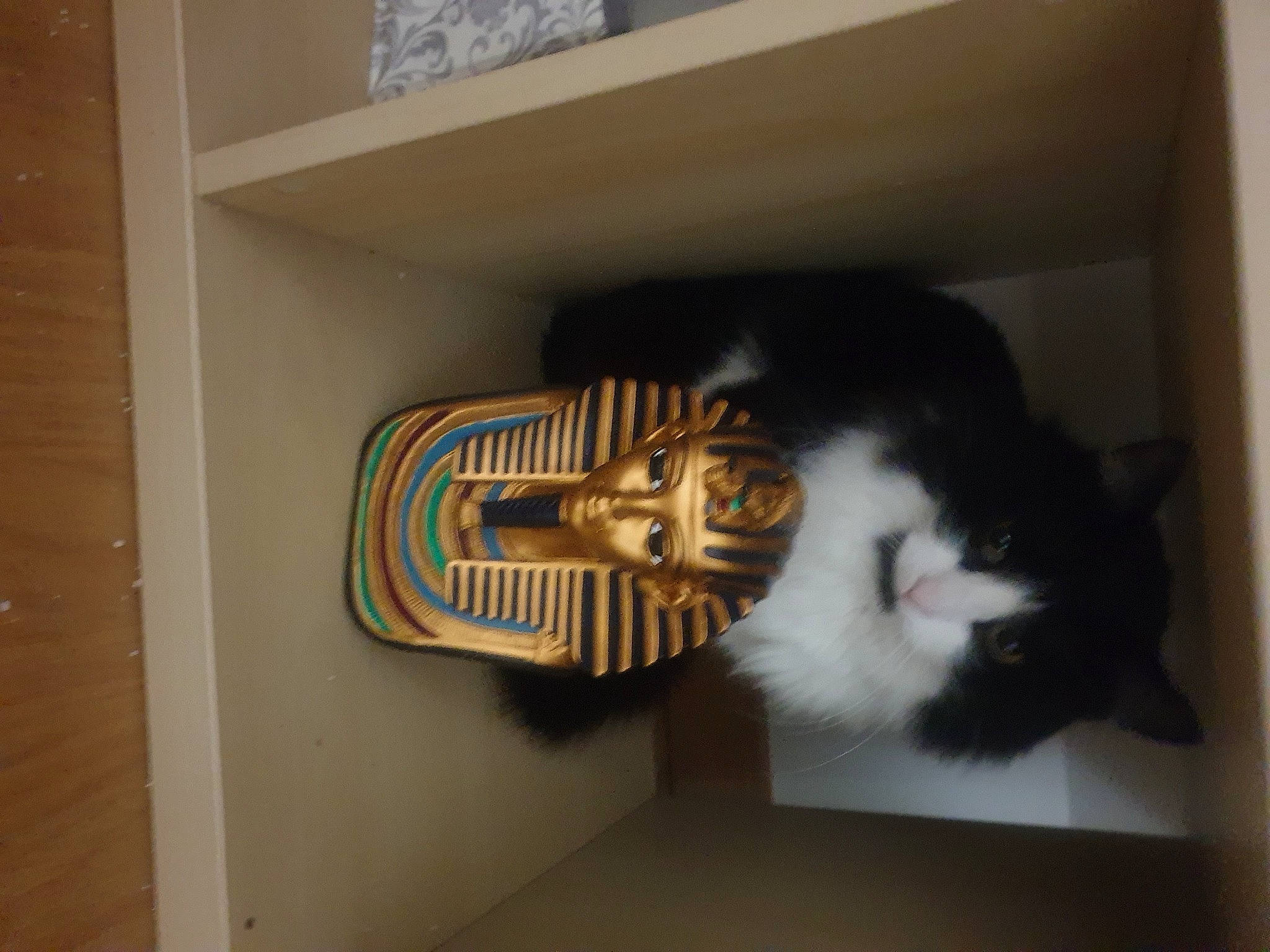 Domino a rejoint le concours — aidez-le/la à gagner de superbes lots ! box, cardboard, carnivore, cat, domestic_short_haired_cat, electrical_wiring, felidae, flooring, fur, hardwood, plywood, room, shelf, shelving, small_to_medium_sized_cats, tail, whiskers, window, wood, wood_stain