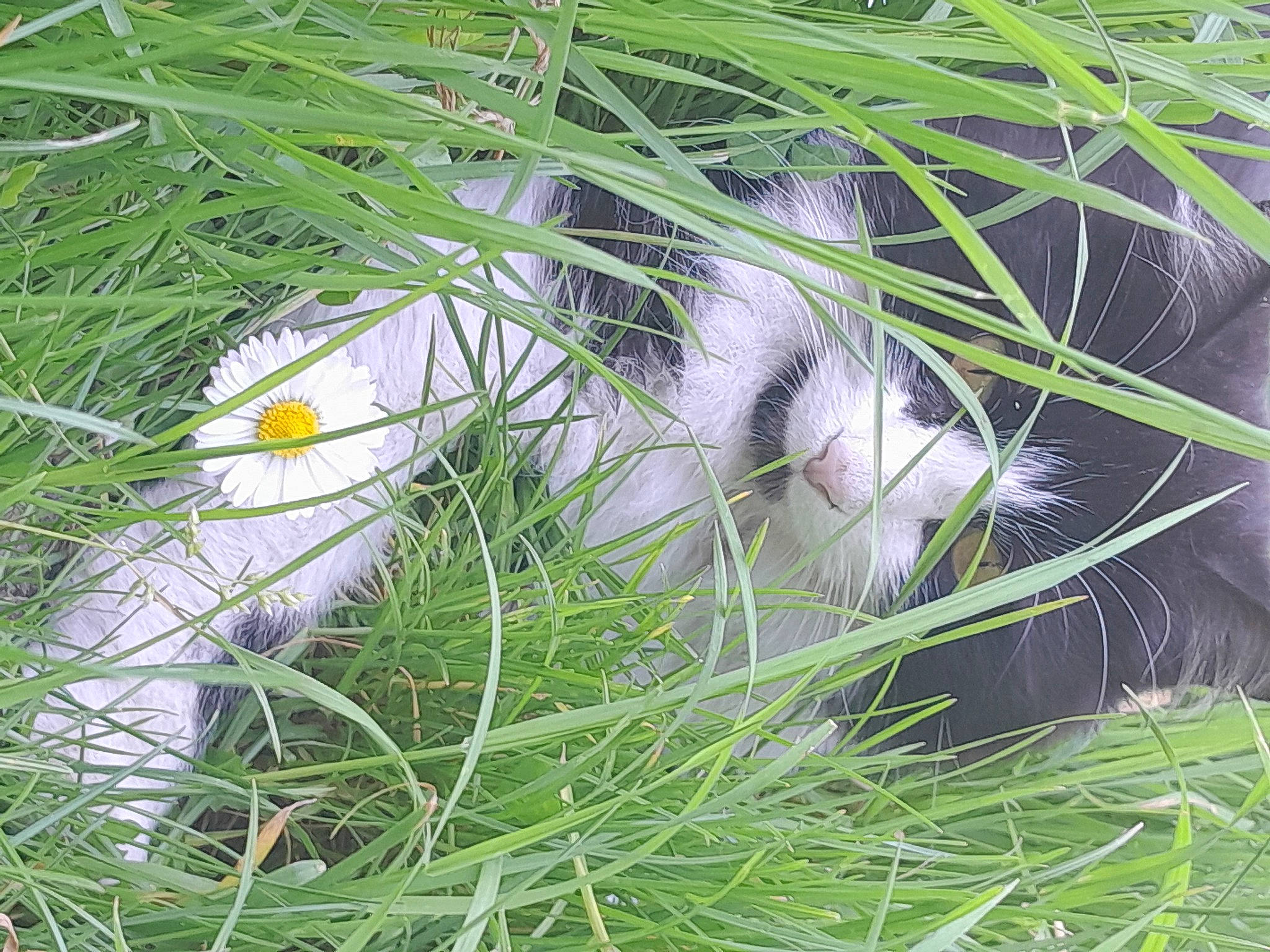 Domino a rejoint le concours — aidez-le/la à gagner de superbes lots ! carnivore, cat, domestic_short_haired_cat, felidae, flower, fur, grass, grass_family, grassland, groundcover, herb, pasture, plant, small_to_medium_sized_cats, snout, tail, terrestrial_animal, terrestrial_plant, whiskers, wildlife