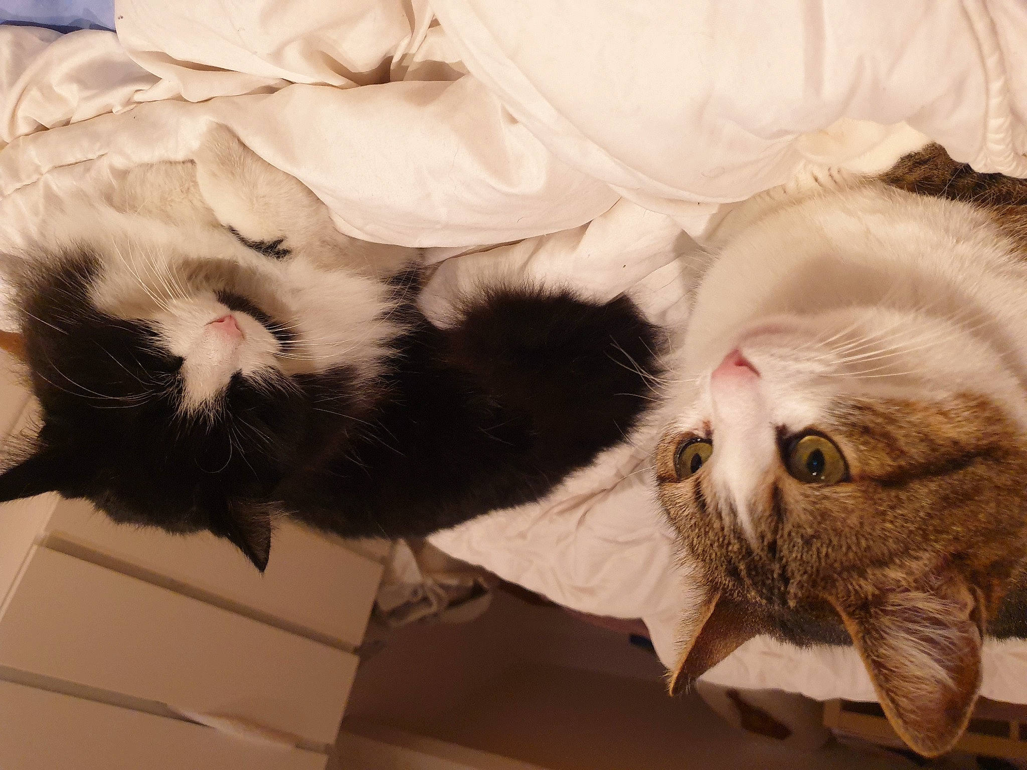 Domino a rejoint le concours — aidez-le/la à gagner de superbes lots ! carnivore, cat, claw, comfort, domestic_short_haired_cat, felidae, flower, fur, mammal, paw, small_to_medium_sized_cats, snout, tail, whiskers