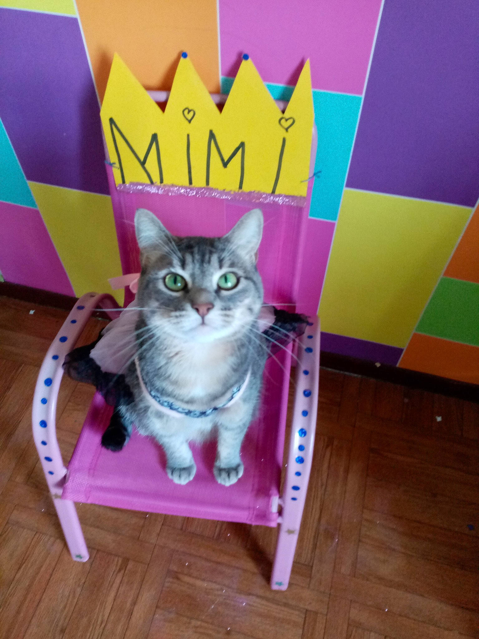 Mimi Grissette participe au concours pour gagner de l'argent avec cette photo : asian, carnivore, cat, domestic_short_haired_cat, fawn, felidae, kitten, small_to_medium_sized_cats, whiskers