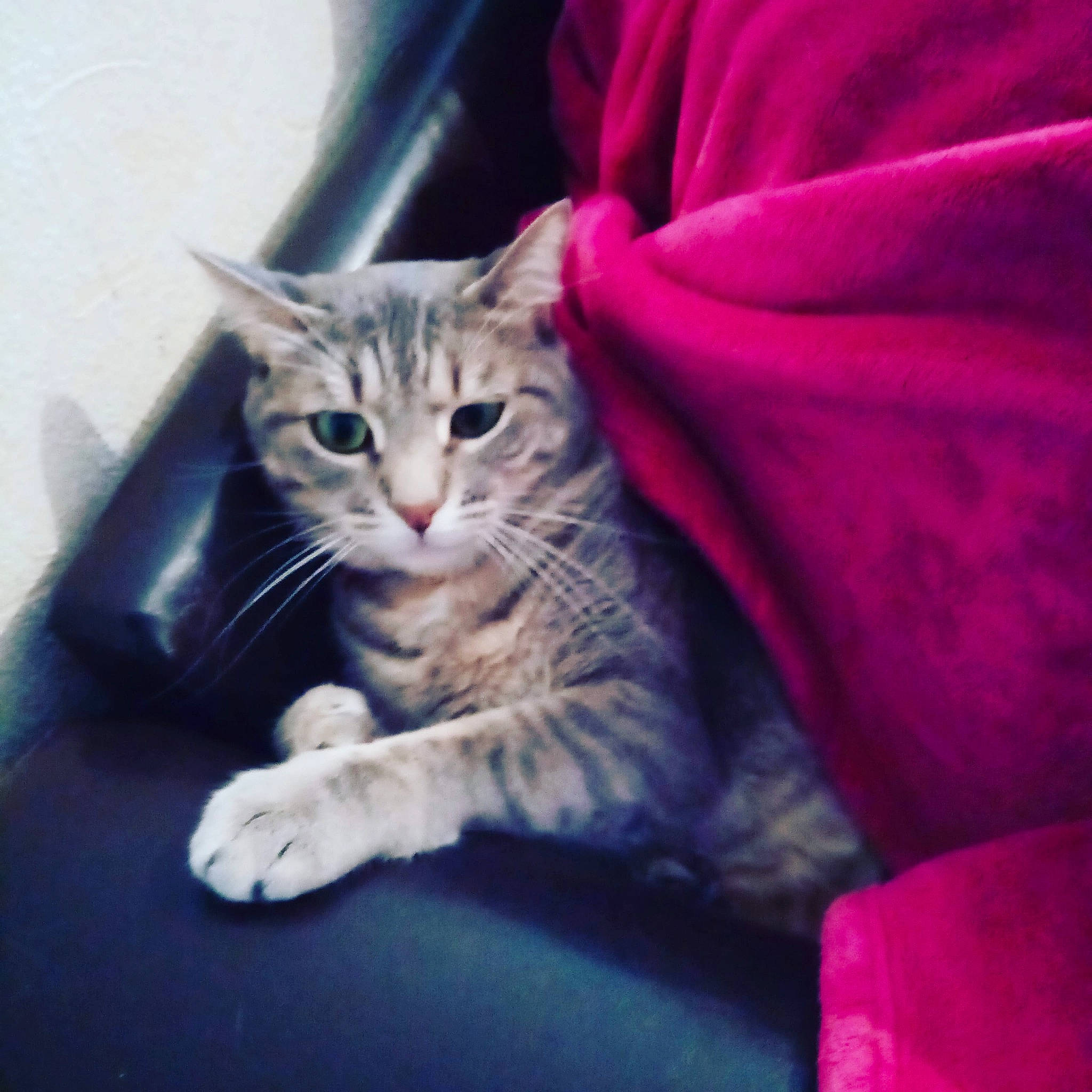 Mimi Grissette participe au concours pour gagner de l'argent avec cette photo : american_shorthair, american_wirehair, asian, australian_mist, california_spangled, carnivore, cat, domestic_short_haired_cat, dragon_li, egyptian_mau, european_shorthair, felidae, fur, kitten, mammal, paw, pixie_bob, small_to_medium_sized_cats, tabby_cat, whiskers