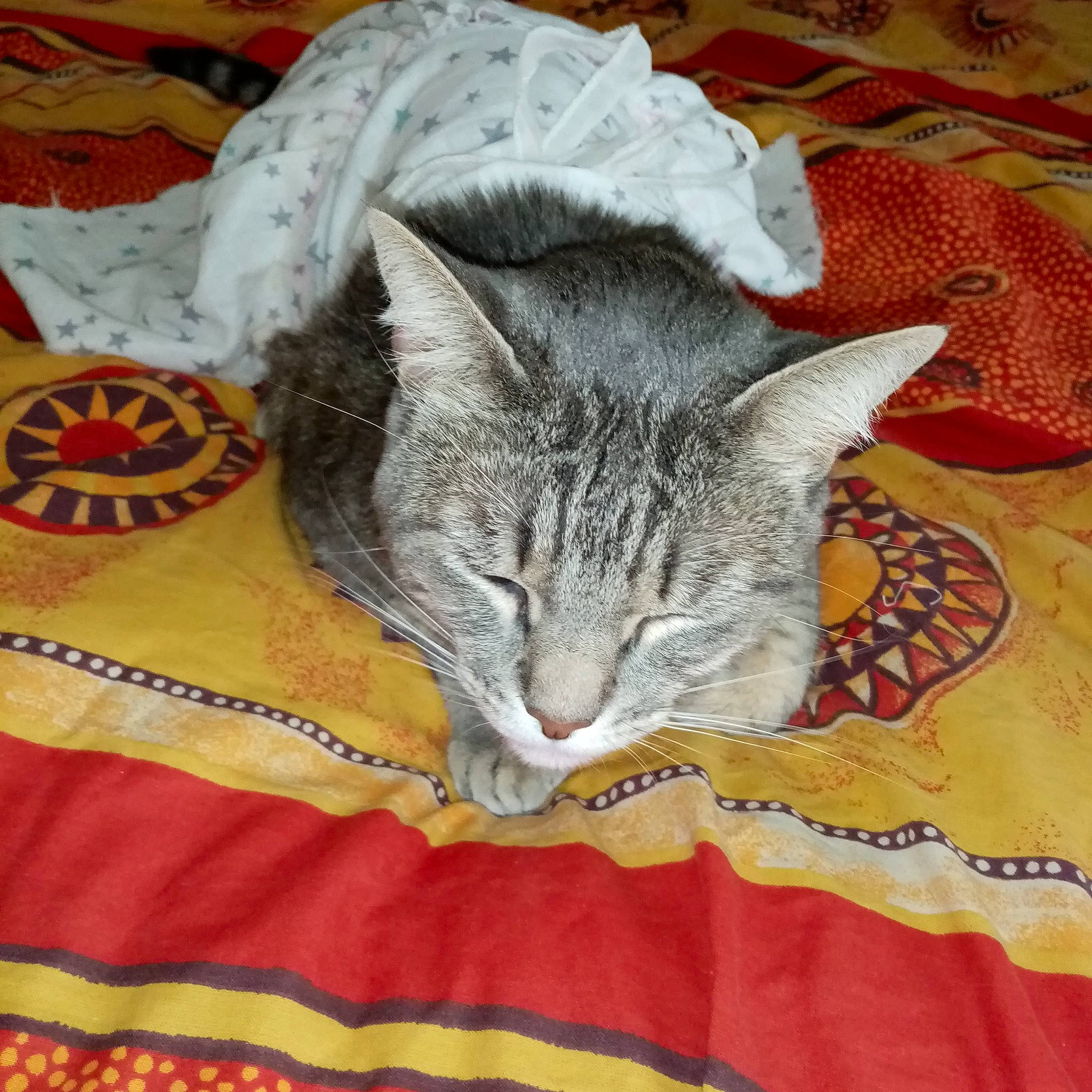 Mimi Grissette participe au concours pour gagner de l'argent avec cette photo : american_shorthair, asian, california_spangled, carnivore, cat, domestic_short_haired_cat, dragon_li, egyptian_mau, european_shorthair, felidae, fur, german_rex, kitten, mammal, nap, pixie_bob, sleep, small_to_medium_sized_cats, tabby_cat, whiskers