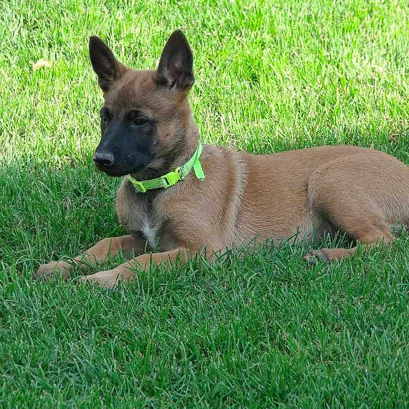 Victoire a rejoint le concours — aidez-le/la à gagner de superbes lots ! accessories, animal, boxer, bulldog, canine, dog, field, frenchbulldog, germanshepherd, grass, grassland, green, lawn, nature, outdoors, pet, plant, policedog, puppy, strap