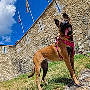 Victoire participe au concours pour gagner de l'argent avec cette photo : dog, belgian_malinois, canine, standing, tongue_out, harness, leash, outdoor, fortress, stone_wall, castle, historic_building, grass, rocks, blue_sky, clouds, flags, sunlight, travel, portrait
