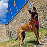 dog, belgian_malinois, canine, standing, tongue_out, harness, leash, outdoor, fortress, stone_wall, castle, historic_building, grass, rocks, blue_sky, clouds, flags, sunlight, travel, portrait
