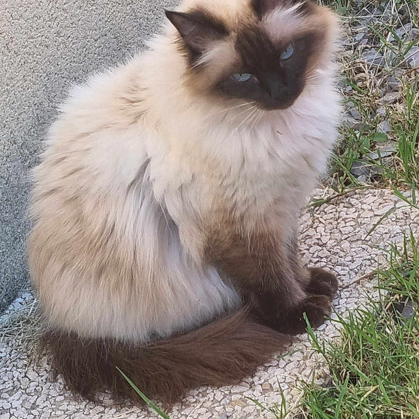 Mistik