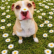 Chevy joined the competition — help win amazing prizes! dog, daisy, flower, grass, nature, pet, animal, outdoor, green, cute, sitting, nose, closeup, summer, playful, field, white, yellow, portrait, happy