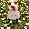 dog, daisy, flower, grass, nature, pet, animal, outdoor, green, cute, sitting, nose, closeup, summer, playful, field, white, yellow, portrait, happy