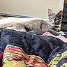 Nilo joined the competition — help win amazing prizes! animal, bed, blanket, cat, collar, colorful, comfort, cozy, domestic_animal, fur, furniture, gray_cat, home, indoor, looking, pet, relaxation, resting, soft_light, whiskers