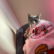 Nilo joined the competition — help win amazing prizes! animal, blanket, cat, comfort, cozy, cute, feline, gray_cat, home, indoor, pet, pink_blanket, plush_bed, relaxed, resting_cat, sleepy, soft_light, wall, warm, white_cat