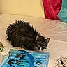 Nilo is registered to the contest to win money with this photo: animal, art, bed, blue, cat, crouching, curious, fabric, feline, fur, indoor, love_text, painting, paw_prints, pet, red_pillow, tangled_wires, turquoise_pillow, wet_cat, white_paws