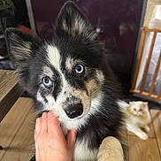 Espoire participe au concours pour gagner de l'argent avec cette photo : puppy, dog, blue_eyes, black_and_white, hand, petting, fur, cat, fluffy, cream_colored, floor, wooden_floor, indoor, animal, domestic_animal, cute, curious, affectionate, background, lounge