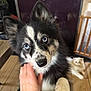 puppy, dog, blue_eyes, black_and_white, hand, petting, fur, cat, fluffy, cream_colored, floor, wooden_floor, indoor, animal, domestic_animal, cute, curious, affectionate, background, lounge