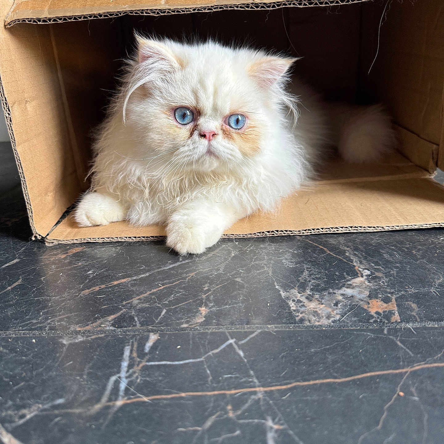 Rio participe au concours pour gagner de l'argent avec cette photo : animal, blue_eyes, box, cardboard_box, cat, curious, cute, domestic_cat, feline, floor, fluffy_cat, fur, indoor, lying_down, marble_floor, paws, pet, relaxed, whiskers, white_cat