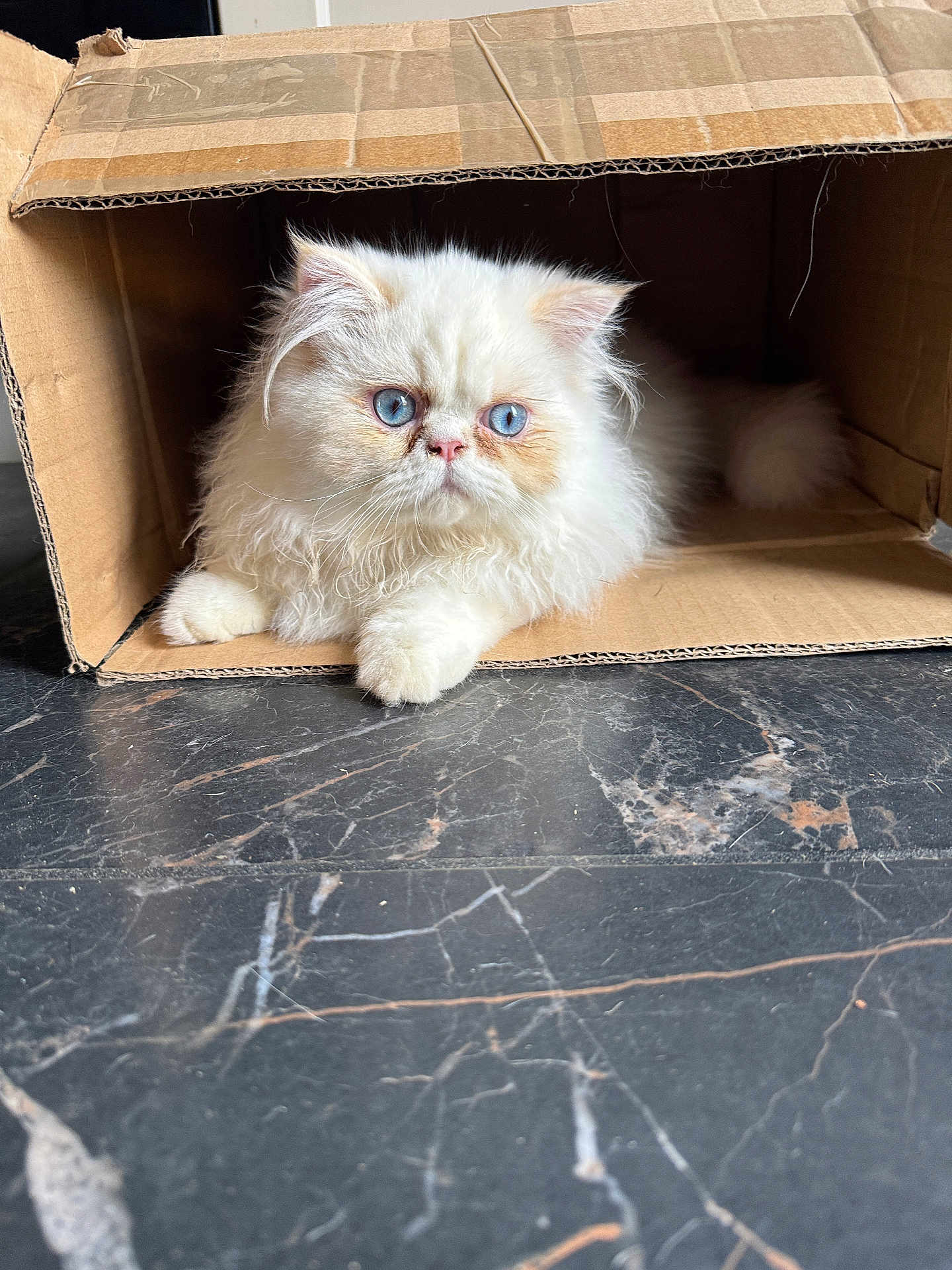 Rio participe au concours pour gagner de l'argent avec cette photo : cat, fluffy_cat, white_cat, blue_eyes, cardboard_box, indoor, floor, marble_floor, pet, animal, feline, cute, relaxed, lying_down, curious, whiskers, paws, fur, domestic_cat, box