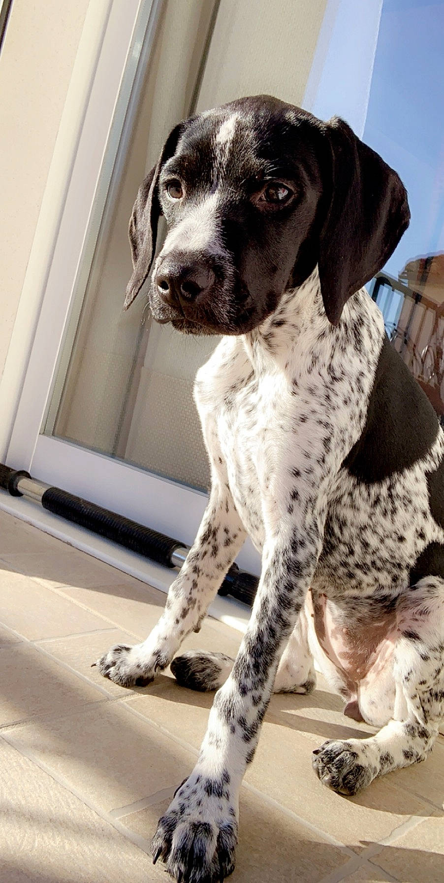 Pagaille participe au concours pour gagner de l'argent avec cette photo : braque_dauvergne, braque_du_bourbonnais, braque_francais, canidae, carnivore, dog, dog_breed, german_shorthaired_pointer, hunting_dog, mammal, old_danish_pointer, pachon_navarro, pointer, pointing_breed, snout, sporting_group, vertebrate