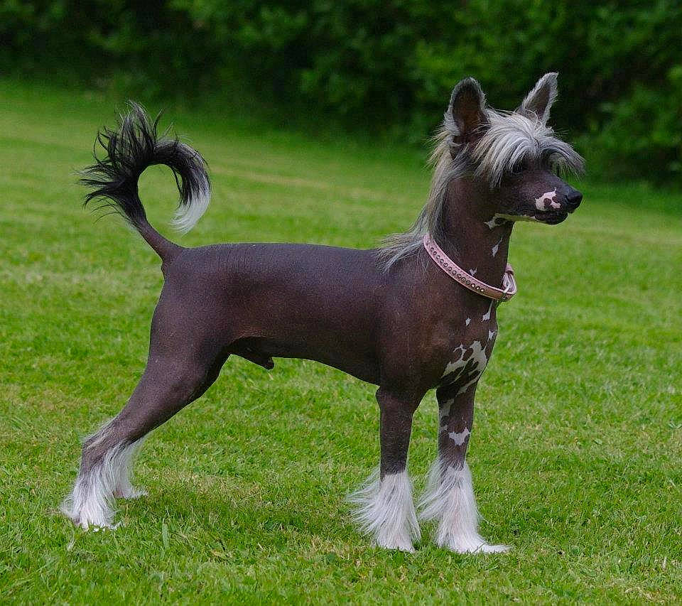 Hartur a rejoint le concours — aidez-le/la à gagner de superbes lots ! american_hairless_terrier, ancient_dog_breeds, canidae, carnivore, chinese_crested_dog, companion_dog, dog, dog_breed, liver, mammal, mexican_hairless_dog, peruvian_hairless_dog, rare_breed_dog, snout, thai_ridgeback, vertebrate