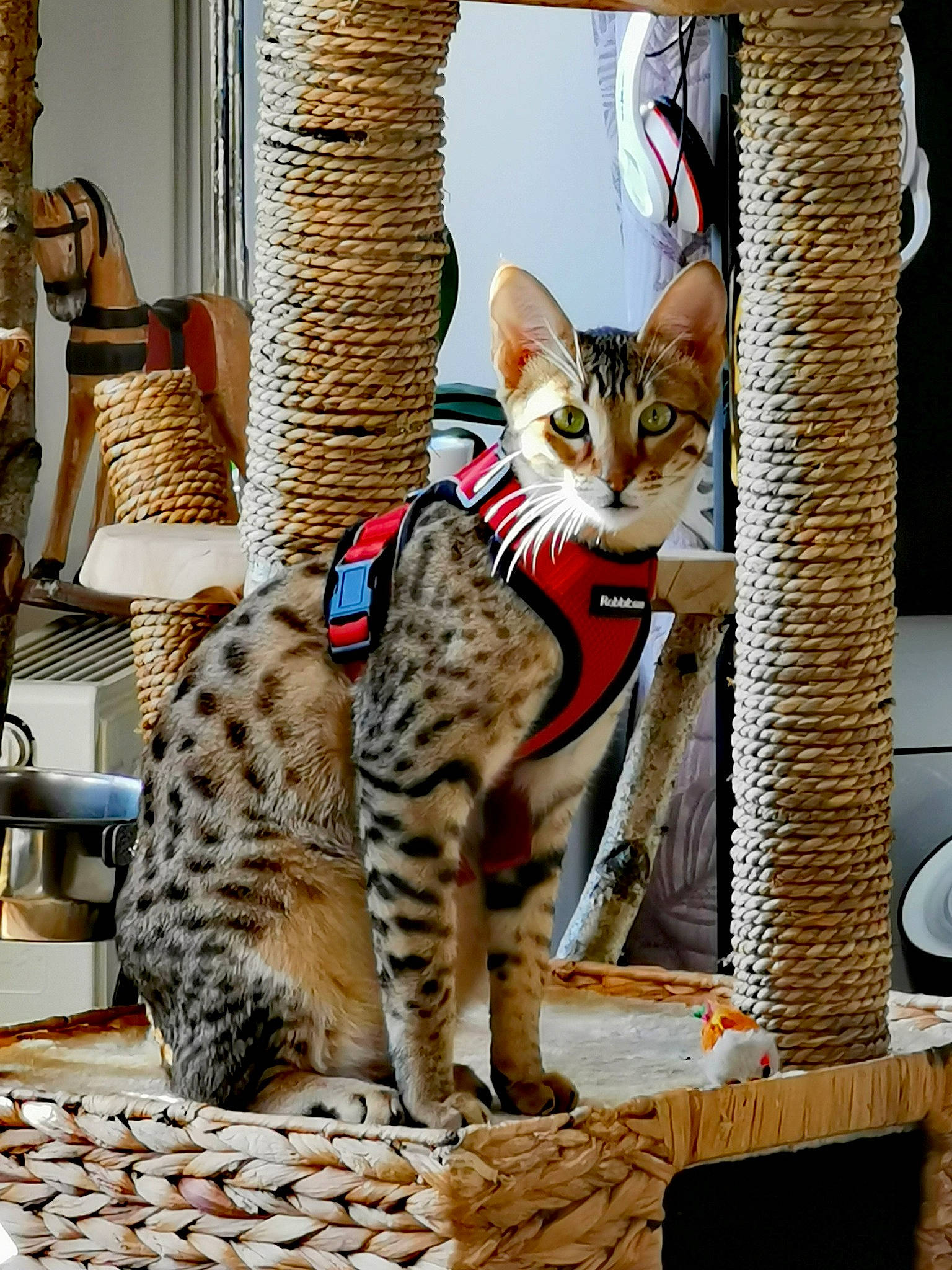 Pepper participe au concours pour gagner de l'argent avec cette photo : arabian_mau, asian, bengal, carnivore, cat, chausie, dragon_li, egyptian_mau, european_shorthair, felidae, kitten, mammal, ocicat, savannah, small_to_medium_sized_cats, tabby_cat, toyger, vertebrate, whiskers