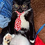 cat, black_and_white, glasses, tie, heart_pattern, paw, hand, red_nails, denim_jacket, brown_background, red_blanket, feline, pet, indoor, cozy, cute, relaxed, animal, portrait, funny