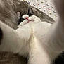 cat, selfie, close_up, paw, bed, blanket, pillow, dragonfly_pattern, white_fur, black_fur, pink_nose, green_eyes, indoor, cozy, fur, pet, animal, cute, portrait, playful