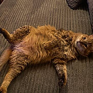 Grisou Alias Obélix participe au concours pour gagner de l'argent avec cette photo : cat, orange_tabby, fluffy, lying_down, relaxed, indoor, blanket, pet, feline, fur, whiskers, paws, tail, cozy, home, resting, cute, animal, domestic, sleepy