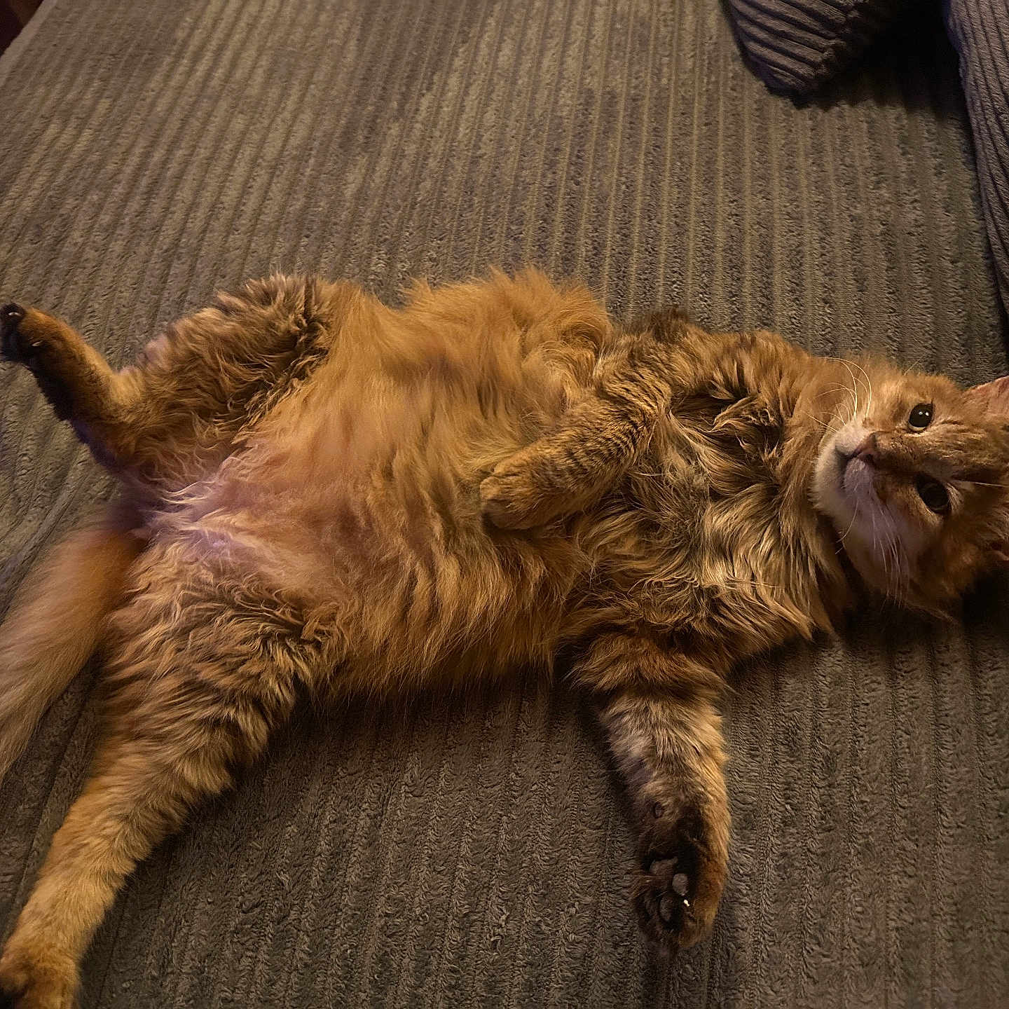 Grisou Alias Obélix participe au concours pour gagner de l'argent avec cette photo : cat, orange_tabby, fluffy, lying_down, relaxed, indoor, blanket, pet, feline, fur, whiskers, paws, tail, cozy, home, resting, cute, animal, domestic, sleepy