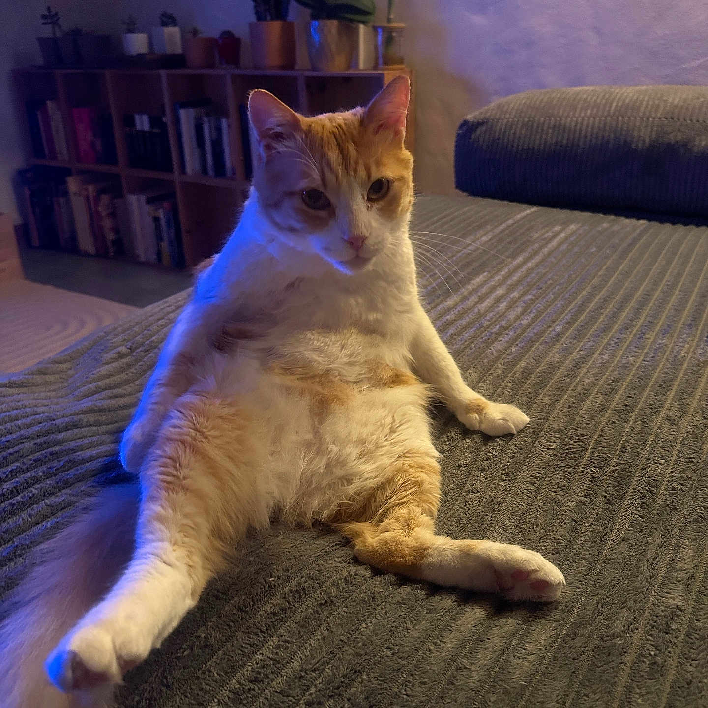 Enzo a rejoint le concours — aidez-le/la à gagner de superbes lots ! cat, orange_cat, white_cat, sitting, relaxed, indoor, blanket, furniture, bookshelf, plants, potted_plants, cozy, pet, fur, tail, whiskers, curious, lighting, texture, home