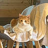 cat, orange_cat, white_cat, feline, pet, chair, towel, wooden_wall, indoor, cozy, relaxed, fur, animal, domestic_animal, looking_at_camera, four_legs, paws, ears, whiskers, seated