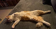 Enzo a rejoint le concours — aidez-le/la à gagner de superbes lots ! animal, cat, comfortable, couch, cozy, cute, domestic_cat, feline, fluffy, furniture, home, indoor, living_room, orange_and_white, peaceful, pet, relaxed, resting, sleeping, soft