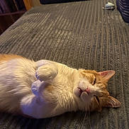 Enzo a rejoint le concours — aidez-le/la à gagner de superbes lots ! cat, orange_cat, white_cat, pet, feline, lying_down, couch, furniture, indoor, cozy, relaxed, paws, fur, whiskers, sleepy, living_room, textured, soft_lighting, cute, animal