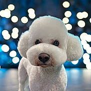 Ryder joined the competition — help win amazing prizes! dog, poodle, white, fluffy, pet, animal, portrait, cute, indoor, bokeh, lights, face, fur, closeup, studio, background, looking, adorable, mammal, companion