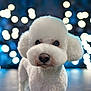 dog, poodle, white, fluffy, pet, animal, portrait, cute, indoor, bokeh, lights, face, fur, closeup, studio, background, looking, adorable, mammal, companion