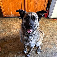Lil Man is registered to the contest to win money with this photo: bottle, canine, collar, dog, ears, eyes, floor, fur, happy, indoor, kitchen, looking_up, paws, pet, refrigerator, sitting, smiling, tile_floor, tongue, wood_cabinet