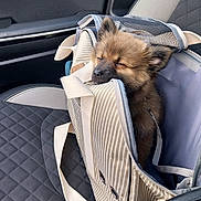 Chuck a rejoint le concours — aidez-le/la à gagner de superbes lots ! animal, black, canine, car_seat, cozy, cute, dog, domestic_animal, fluffy, gray, inside, leash, pet_carrier, puppy, resting, seat, sleeping, stripes, transportation, young_dog