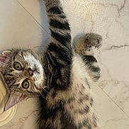 Aaron participe au concours pour gagner de l'argent avec cette photo : kitten, cat, tabby, stretching, paw, fur, whiskers, floor, marble, cute, pet, animal, indoor, playful, young, striped, closeup, feline, lying, curious