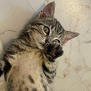Aaron a rejoint le concours — aidez-le/la à gagner de superbes lots ! animal, cat, closeup, curious, cute, domestic_cat, ears, fur, indoor, kitten, lying_down, marble_floor, paw, pet, playful, soft_fur, spots, tabby, whiskers, young