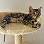 Aaron participe au concours pour gagner de l'argent avec cette photo : cat, kitten, tabby, cat_tree, pet, feline, indoor, toy, fur, whiskers, paw, relaxed, resting, cute, striped, animal, domestic, cozy, playful, young