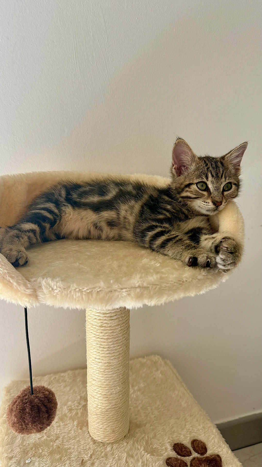 Aaron participe au concours pour gagner de l'argent avec cette photo : cat, kitten, tabby, cat_tree, pet, feline, indoor, toy, fur, whiskers, paw, relaxed, resting, cute, striped, animal, domestic, cozy, playful, young