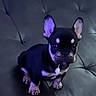 dog, puppy, french_bulldog, black, tan, leather_couch, pet, animal, ears, sitting, indoors, cute, small, canine, fur, paw, face, young, looking, domestic