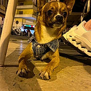 Enzo F. Junior participe au concours pour gagner de l'argent avec cette photo : alert, animal, brown_dog, closeup, curious, denim_jacket, dog, footwear, night, outdoor, pavement, person, pet, resting, shoe, sidewalk, small_dog, street, street_lighting, urban