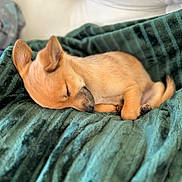 Ferruccio participe au concours pour gagner de l'argent avec cette photo : puppy, dog, sleeping, blanket, cozy, fur, resting, cute, pet, animal, soft, indoors, relaxed, small, brown, nap, domestic, furball, snug, companion