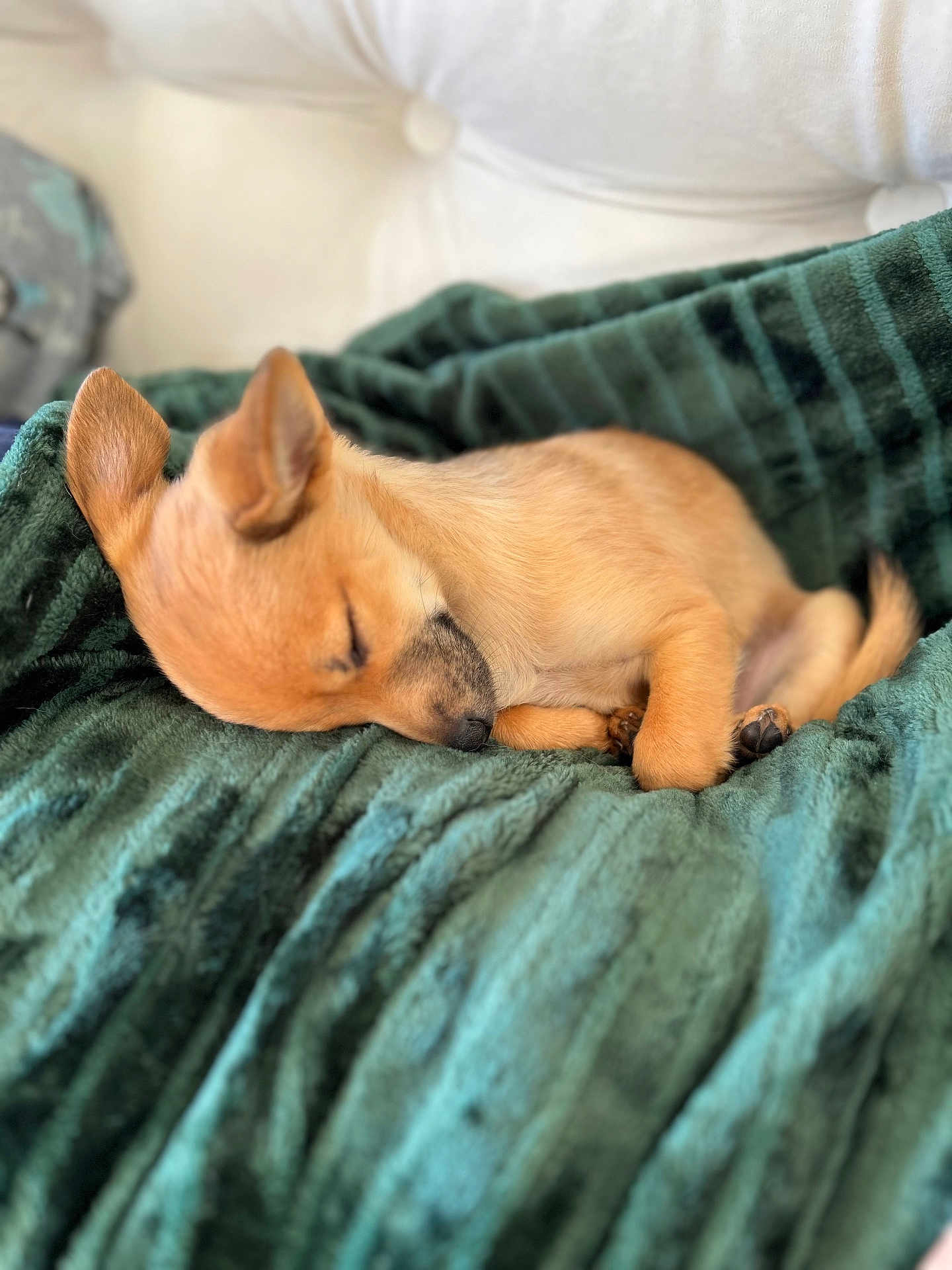 Ferruccio participe au concours pour gagner de l'argent avec cette photo : puppy, dog, sleeping, blanket, cozy, fur, resting, cute, pet, animal, soft, indoors, relaxed, small, brown, nap, domestic, furball, snug, companion