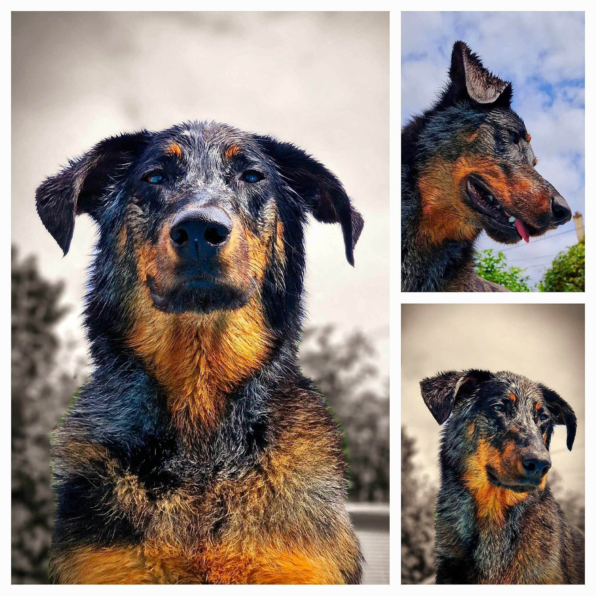 Ruby participe au concours pour gagner de l'argent avec cette photo : animal, background, brown_black, canine, closeup, collage, dog, ears, expression, face, fur, looking_away, muzzle, nature, outdoor, pet, photography, portrait, three_images, tongue